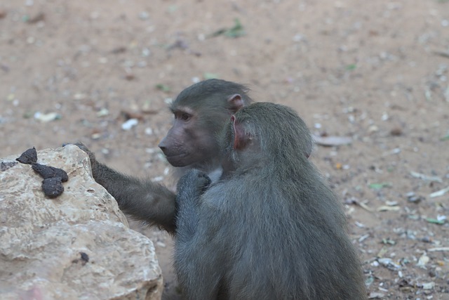 grooming